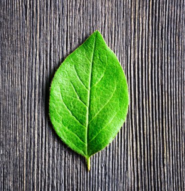 ahşap tahta üzerinde yalan yaprak yeşil