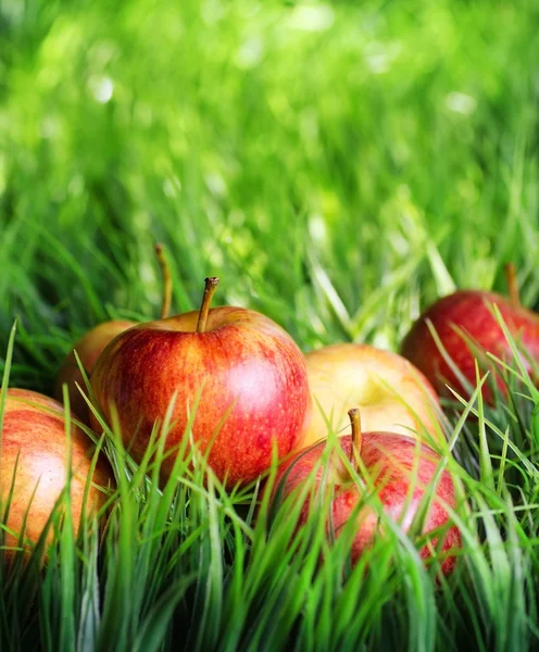Красные яблоки на зеленой траве — стоковое фото