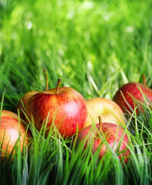 Red apples on green grass — Stock Photo, Image