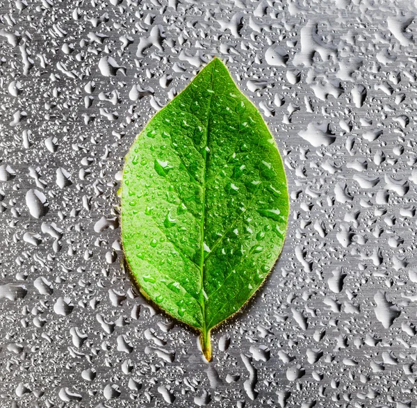 Yalan çizilmiş metal yaprak yeşil — Stok fotoğraf
