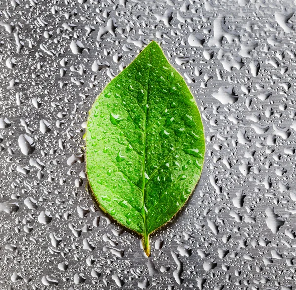 Green leaf lying on scratched metal — Stock Photo, Image