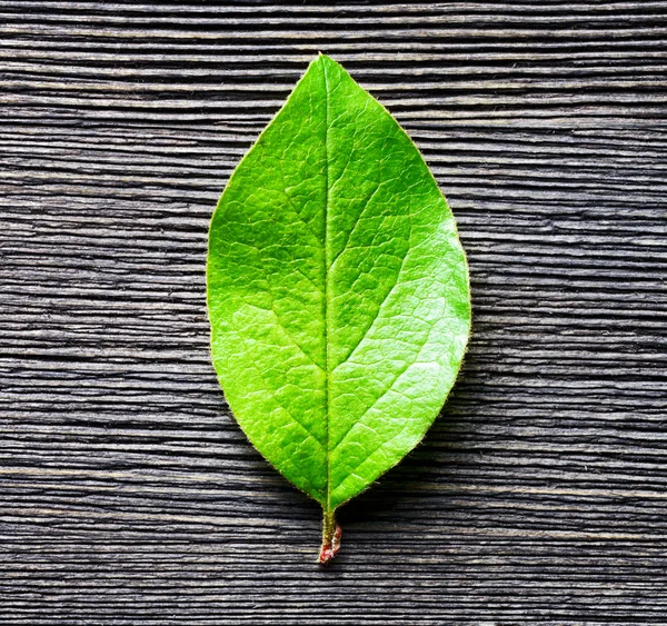 Folha verde deitada em tábua de madeira — Fotografia de Stock