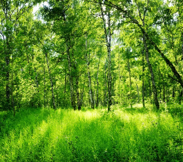 Bosque de abedul en un día soleado. Bosques verdes en verano —  Fotos de Stock