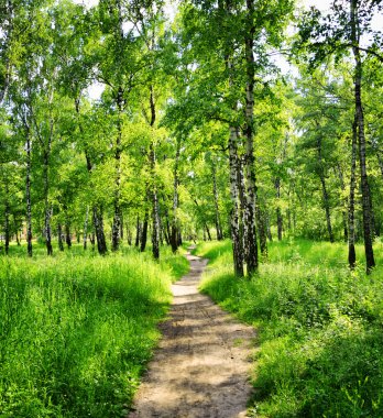 güneşli bir huş ağacı orman. yaz yeşil ormanda