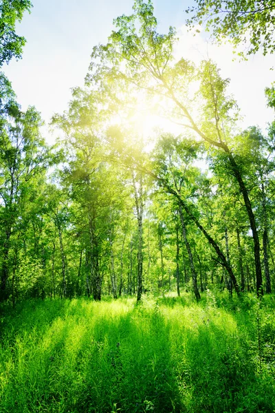 Güneşli bir huş ağacı orman. yaz yeşil ormanda — Stok fotoğraf
