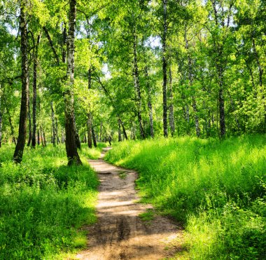 güneşli bir huş ağacı orman. yaz yeşil ormanda