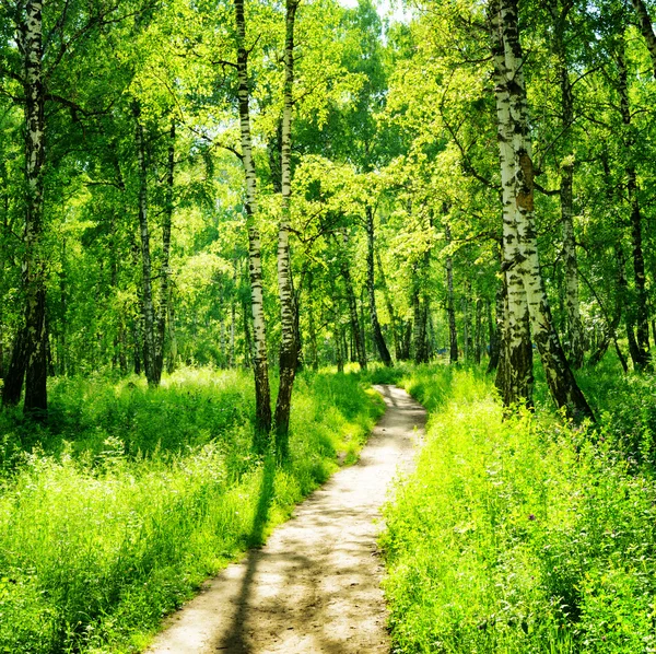 Bosque de abedul en un día soleado. Bosques verdes en verano — Foto de Stock