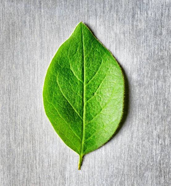 Folha verde deitada nos raios de luz em metal riscado — Fotografia de Stock