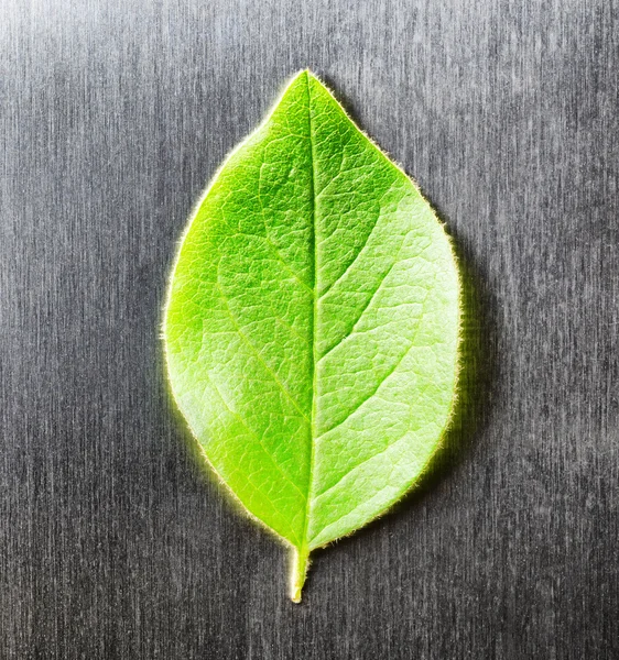 Green leaf lying on scratched metal. Top view — Stock Photo, Image
