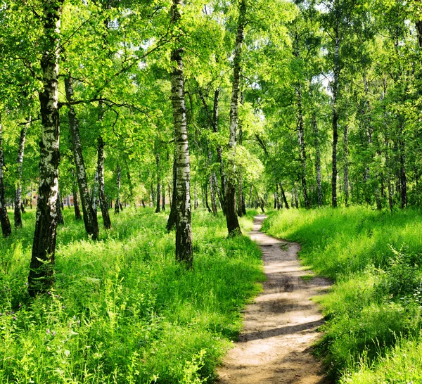 Bosque de abedul en un día soleado. Bosques verdes en verano —  Fotos de Stock