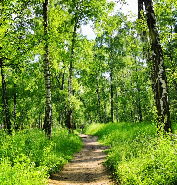 La forêt de bouleaux par une journée ensoleillée. Bois verts en été — Photo