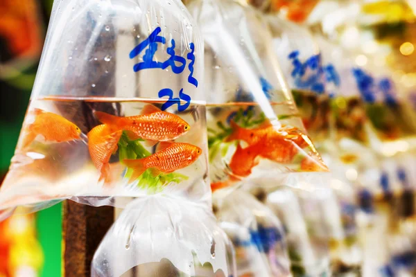 Bir evcil hayvan dükkanında duvara asılmış plastik torbalarda goldfishes satmak — Stok fotoğraf