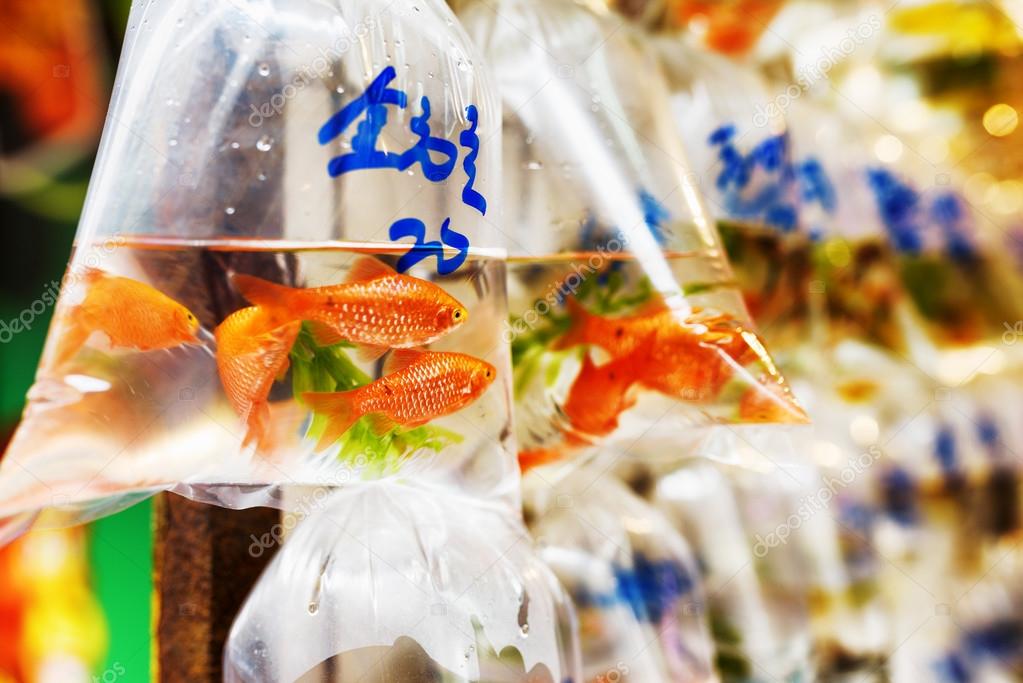 Goldfishes in plastic bags hanged on the wall in a pet shop sell