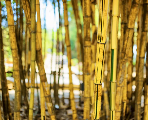 Um belo bosque de bambu amarelo tropical na cidade de Da Lat (Dalat ), — Fotografia de Stock