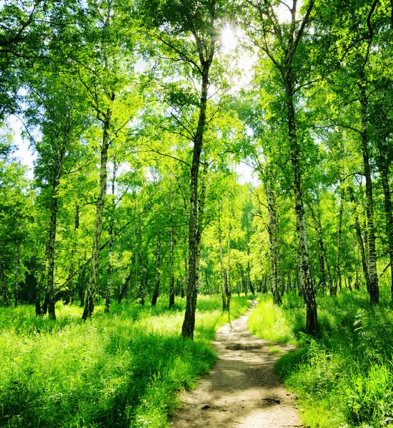 Birkenwald an einem sonnigen Tag. grüne Wälder im Sommer — Stockfoto