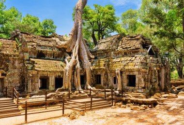 Amazing Ta Prohm temple overgrown with trees in Angkor, Cambodia