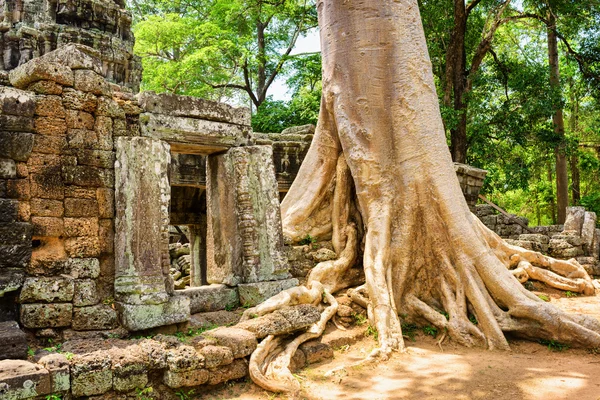 Arbre parmi les ruines du temple Ta Prohm au Cambodge à Angkor. — Photo