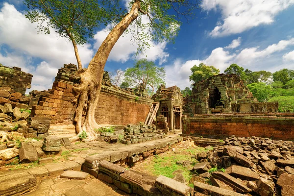 Green tree growing among ruins of Preah Khan temple in Angkor — ストック写真