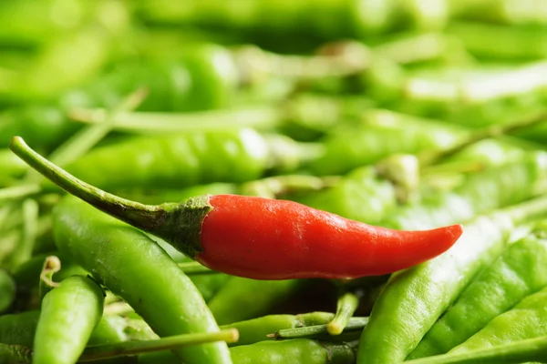 One red hot chili pepper among a lot of green peppers — Stock Photo, Image
