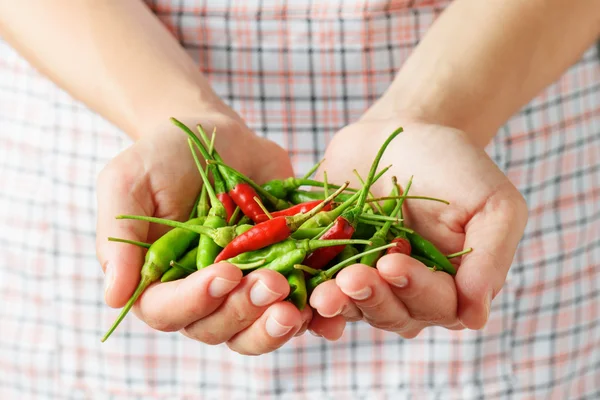 Rote und grüne Chilischoten in den Händen einer jungen Frau — Stockfoto