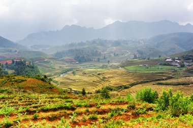 Top view of rice terraces at highlands of Sa Pa, Vietnam