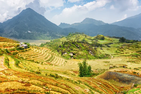 Vistas panorámicas de los campos de arroz en terrazas, las montañas Hoang Lien —  Fotos de Stock