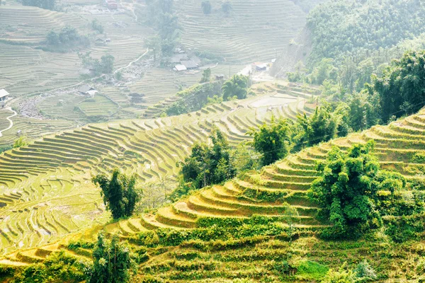 Vista de terrazas de arroz en las tierras altas del distrito de Sa Pa en Vietnam —  Fotos de Stock