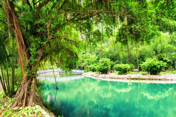 Green tree growing near canal with azure water in garden — Stok fotoğraf