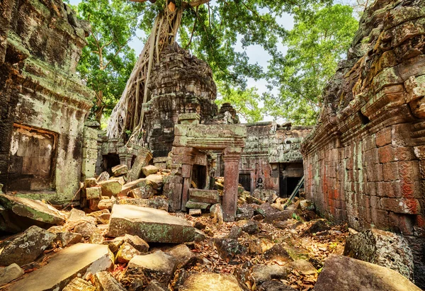Green trees growing among ruins of Preah Khan temple in Angkor