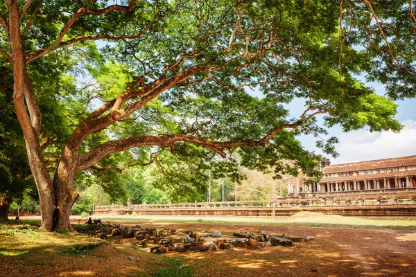 Green spreading tree beside the ancient Angkor Wat, Cambodia — Zdjęcie stockowe