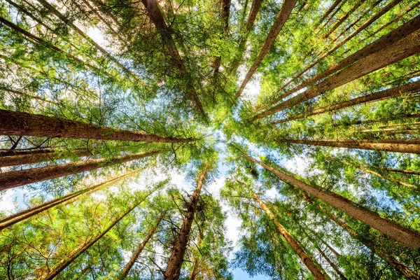 Bottom view of tall trees in evergreen primeval forest — Stock Photo, Image