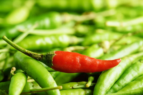 一个红热辣椒之间大量的绿色 — 图库照片