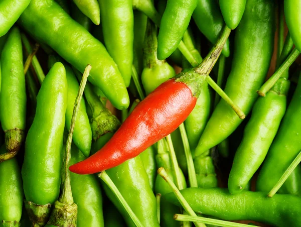 Top view of one red chili pepper among a lot of green — Stock Photo, Image