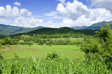 Teras pirinç tarlaları ile mavi gök, chiangmai, Tayland