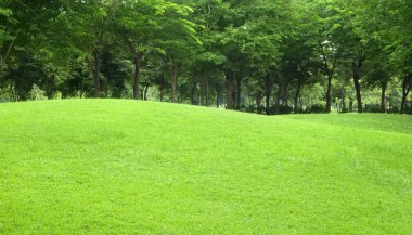 canlı yeşil çimen ve ağaç güzel eğimli arka bahçe 