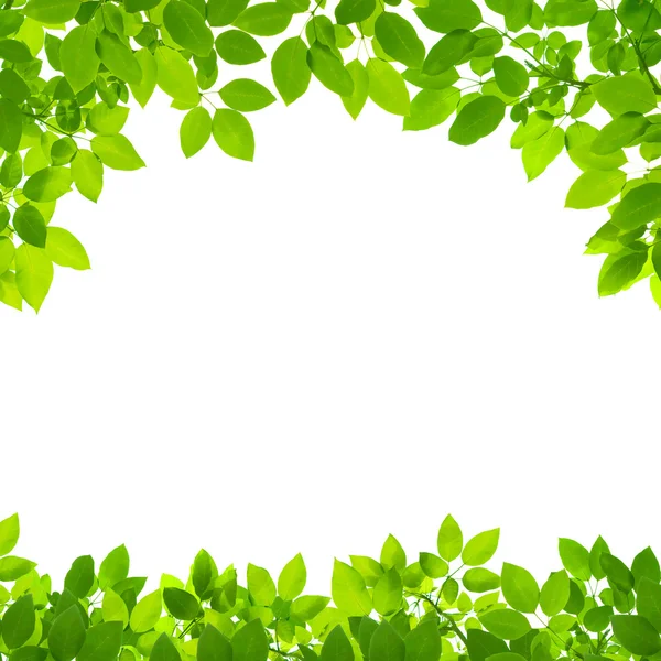 beyaz zemin üzerine yeşil yaprakları kenarlık