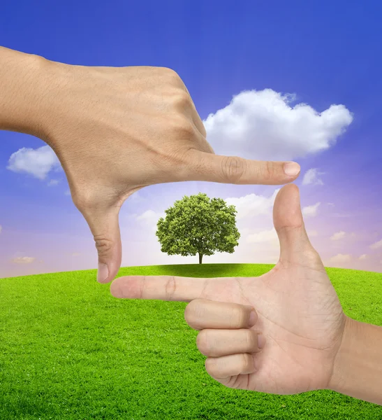 Un árbol grande en un marco de manos humanas — Foto de Stock