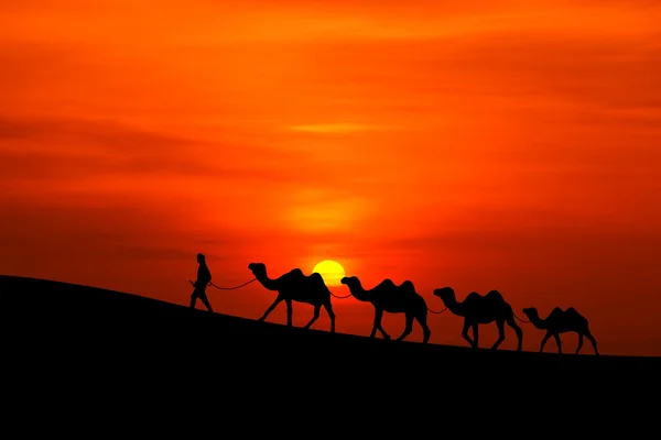 Velbloudí karavana sillhouette se západem slunce — Stock fotografie