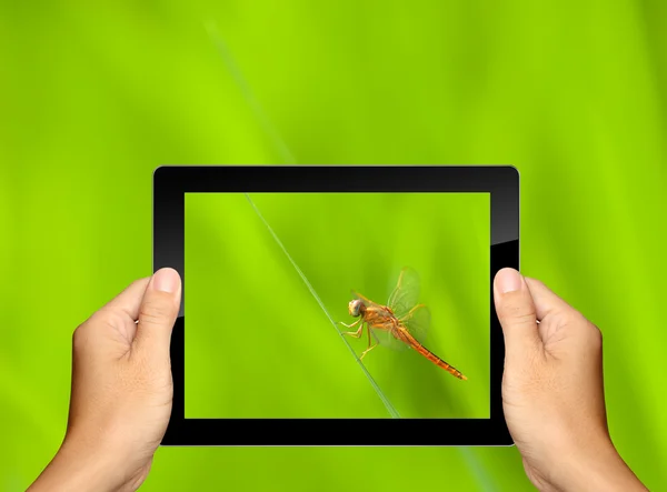 Capturing dragonfly with tablet computer — Stock Photo, Image