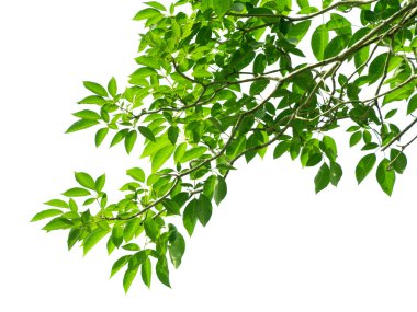 beyaz arkaplanda yeşil yapraklar