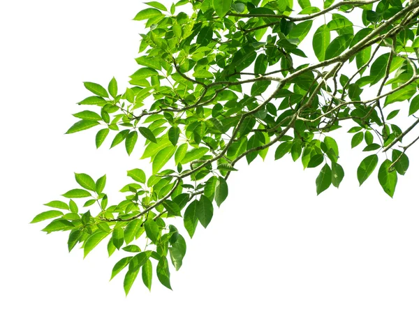 beyaz arkaplanda yeşil yapraklar