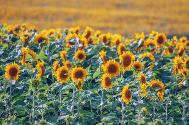 Ayçiçeği yakın çekim