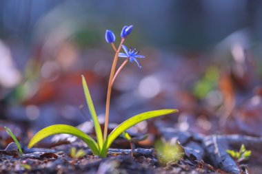 çiçek yakın çekim