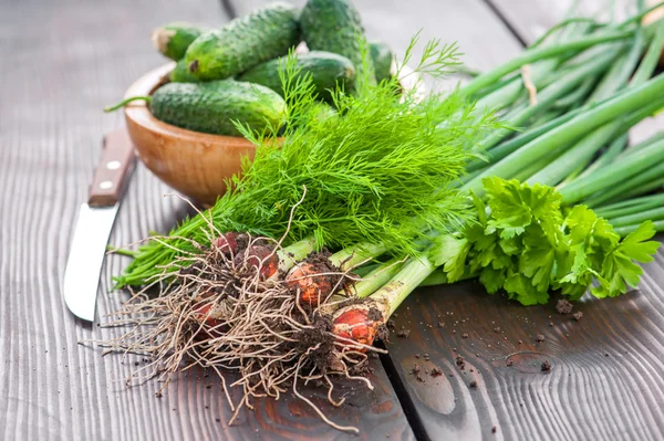 Cucumber close up — Stock Photo, Image