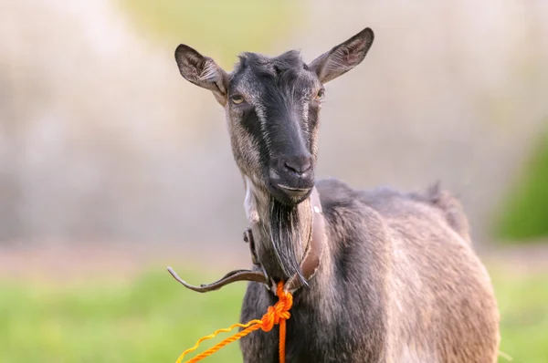 Goat close up — Stock Photo, Image