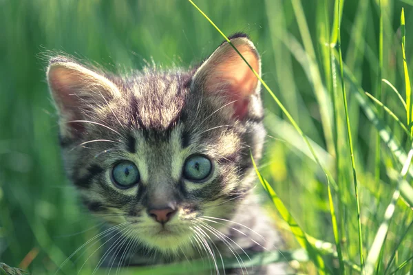 Kitten close-up — Stockfoto