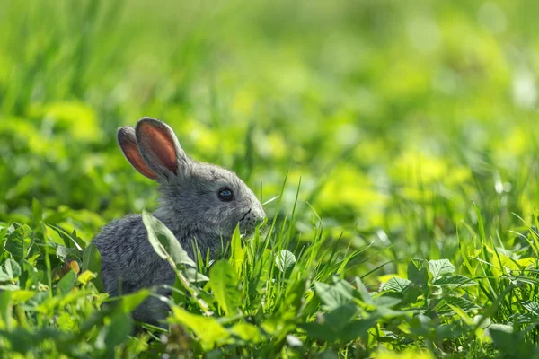 Кролик близко. — стоковое фото