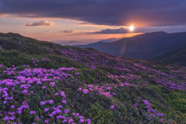 ormangülü yakın çekim