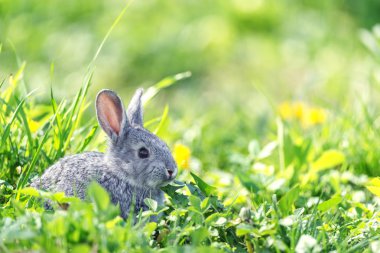 tavşan yakın çekim