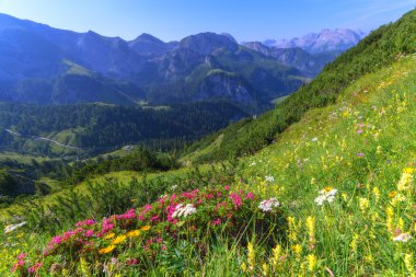 Alpler yakın çekim